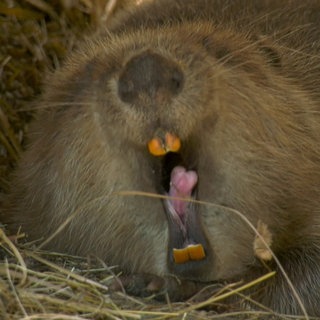 Ein Bieber gähnt in die Kamera und zeigt dabei seine großen Schneidezähne.
