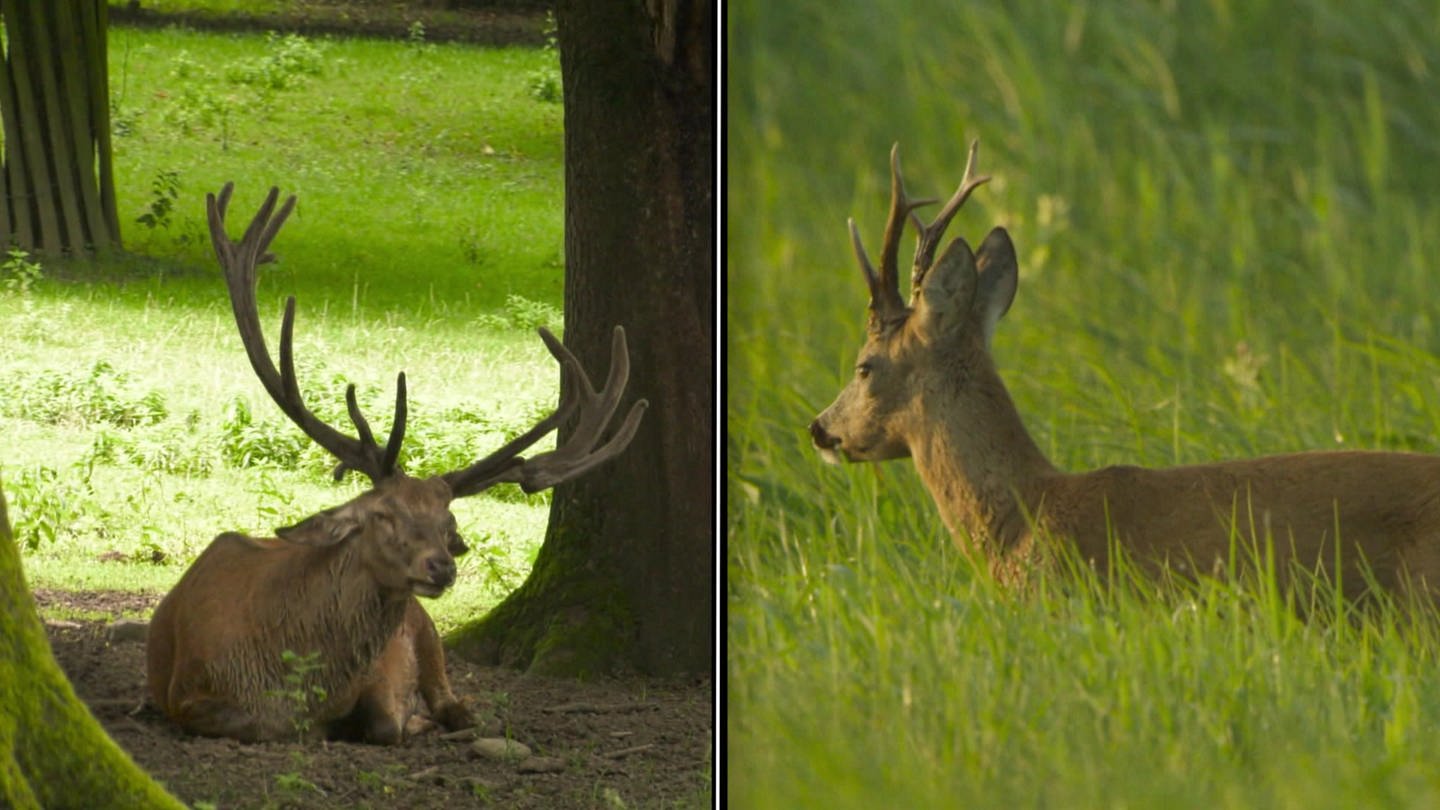 Eine Montage von einem Hirsch und einem Rehbock nebeneinander. (Foto: SWR, SWR)