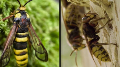 Montage von Aufnahmen einer Hornisse und einem sehr ähnlich aussehenden Hornissenschwärmer nebeneinander.