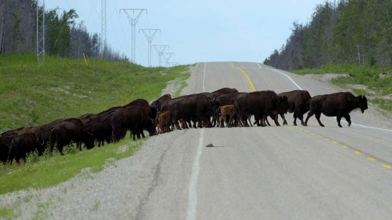 Eine Herde wilder Büffel wandert über eine Straße, die durch den Wald führt.