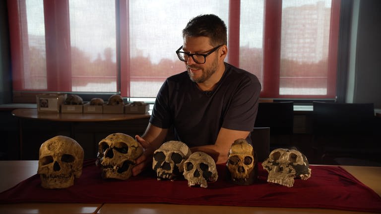 Schädel von sechs verschiedenen Frühmenschenarten liegen auf einem Tisch vor dem Anthropologen Philipp Gunz (Foto: SWR)