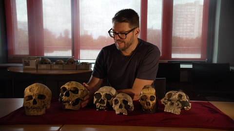 Schädel von sechs verschiedenen Frühmenschenarten liegen auf einem Tisch vor dem Anthropologen Philipp Gunz
