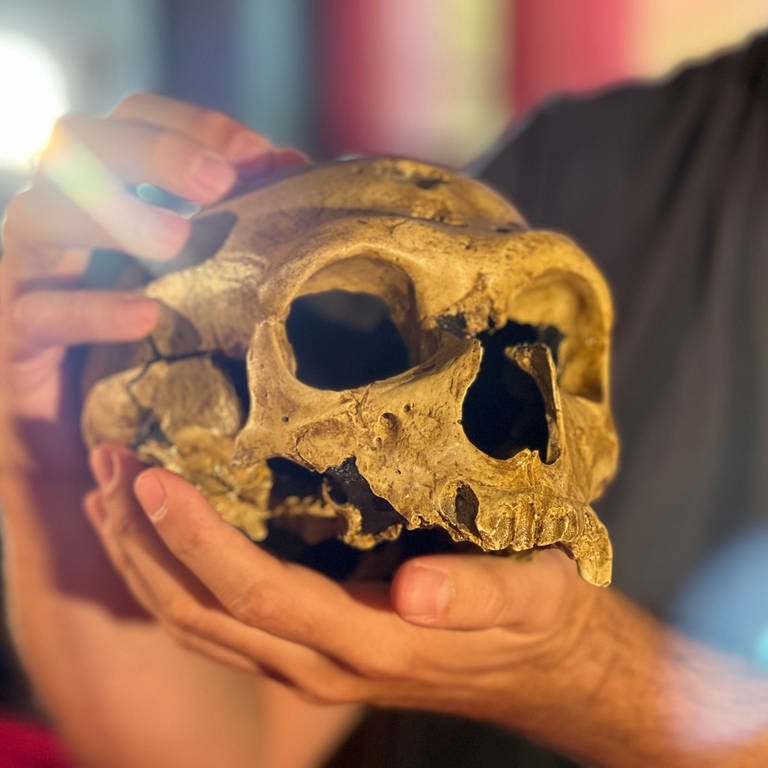 Schädel eines Neandertalers in den Händen eines Wissenschaftlers