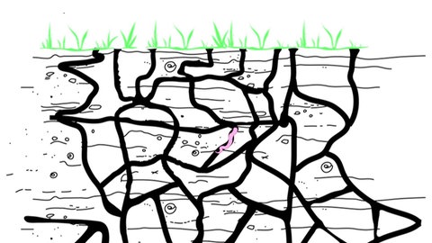 Das Tunnelsystem eines Regenwurms