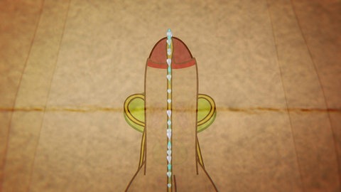 Animiert – Ein Penis ist zu sehen, aus dem durch die Samenleiter Sperma austritt.