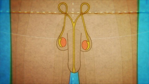 Animiert – Der Penis und die Hodensäcke, in ihnen sind die Hoden und die Samenleiter eingezeichnet.