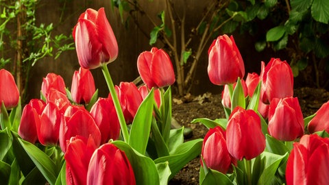Viele rote Tulpen.