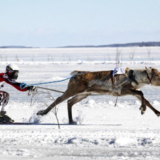 Ein Rentier zieht eine Frau auf Skiern