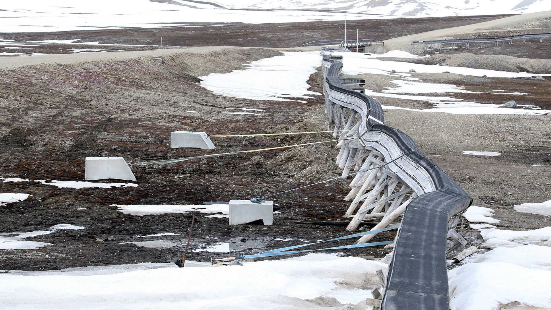 Artensterben: Warum sind Millionen Tiere und Pflanzen bedroht? - planet ...