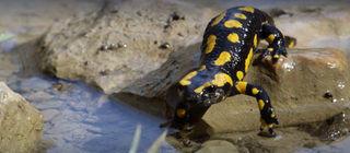 Der Salamander ist keine Eidechse · Das kleine 1x1 der Artenkunde