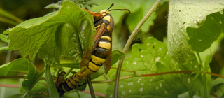 Die Hornisse, die keine ist · Das kleine 1x1 der Artenkunde