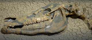 Wie arbeitet eine Präparatorin? · Frage trifft Antwort