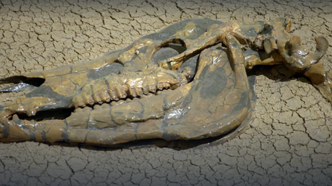 Wie arbeitet eine Präparatorin? · Frage trifft Antwort