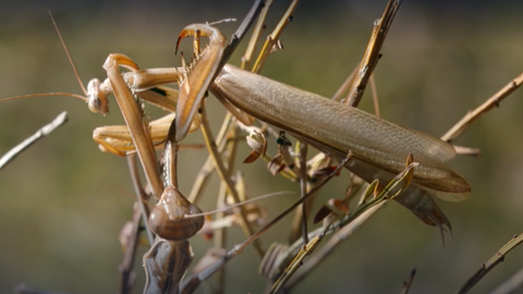 Faszination Insekten · Tiere und Pflanzen