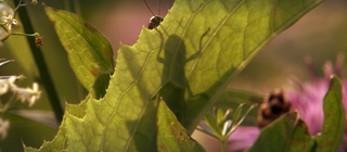 Leben in der Wiese · Tiere und Pflanzen