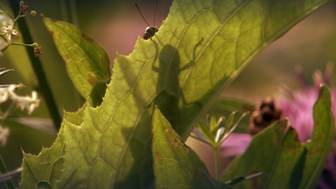 Leben in der Wiese · Tiere und Pflanzen