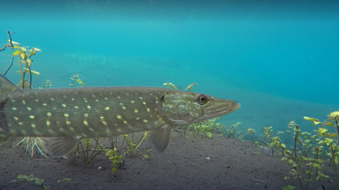 Lebensquelle Grundwasser