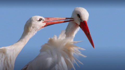 Lebensraum Elsass · Tiere und Pflanzen