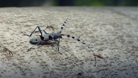 Was ist ein Alpenbock? · Frage trifft Antwort