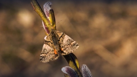 Biologie - Schmetterling: Was ist ein Purpurweidenjungfernkind? Frage trifft Antwort