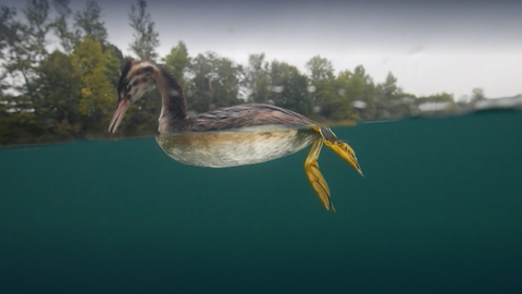 Biologie - Vögel: Was ist ein Haubentaucher? · Frage trifft Antwort
