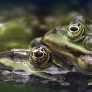 Was sind Amphibien? · Frage trifft Antwort