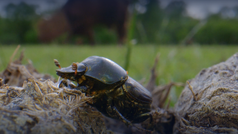 Wer lebt im Mist? · Frage trifft Antwort