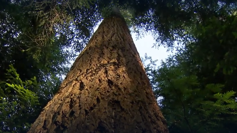 Wo sieht man den Klimawandel im Schwarzwald? · Frage trifft Antwort
