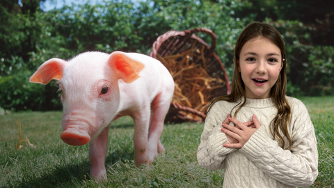 Hintergrund: Ein kleines Ferkel und im Vordergrund ein Mädchen, das berührt schaut