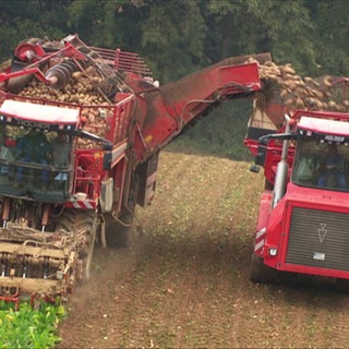 Wie wird aus Rüben Zucker? · Frage trifft Antwort