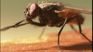 Haben Insekten einen Geschmackssinn? · Frage trifft Antwort