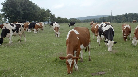 Das Kuhleben · Die Superkühe