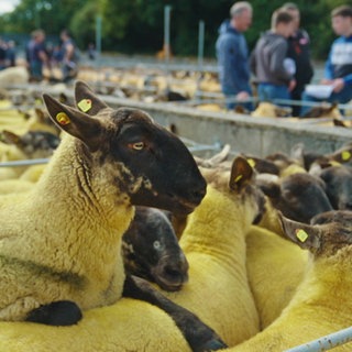 Schaffe hinter einem Gatter während eienr Auktion