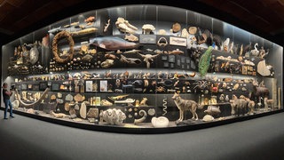 Vitrine in einem Museum, in der Hunderte unterschiedliche Tierarten ausgestellt sind. Was ist eine Art? Wie finden Forschende neue Arten?