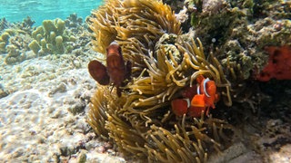 Anemonenfische vor einer Seeanemone im flachen Wasser. Der Schutz von Korallenriffen ist auch gleichzeitig Artenschutz. 
