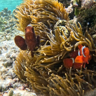 Anemonenfische vor einer Seeanemone im flachen Wasser. Der Schutz von Korallenriffen ist auch gleichzeitig Artenschutz. 