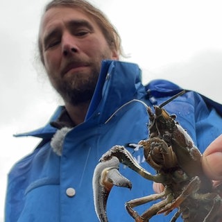 Ein Signalkrebs in der Hand eines bärtigen Mannes mit blauer Jacke. Der Krebs ist eine invasive Art aus Nordamerika und eine Bedrohung für die heimische Artenvielfalt.