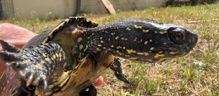 Europäische Sumpfschildkröte in der Hand eines Naturschützers kurz vor ihrer Auswilderung. Im Hintergrund ein Auwald. Wie Artenschutz-Projekte helfen Tiere und Pflanzen zu erhallten.