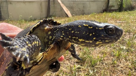Europäische Sumpfschildkröte in der Hand eines Naturschützers kurz vor ihrer Auswilderung. Im Hintergrund ein Auwald. Wie Artenschutz-Projekte helfen Tiere und Pflanzen zu erhallten.