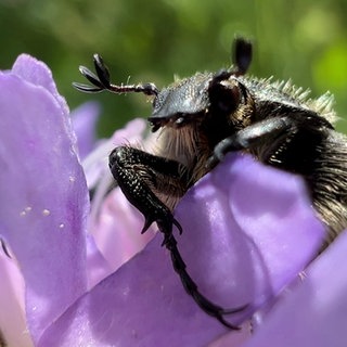 Nahaufnahme eines Trauerrosenkäfers auf einer violetten Blüte auf einer Wiese. Besonders bei Inseken und Vögeln gibt es ein Artensterben. Was sind die Ursachen? Und was die Folgen für unser Ökosystem?