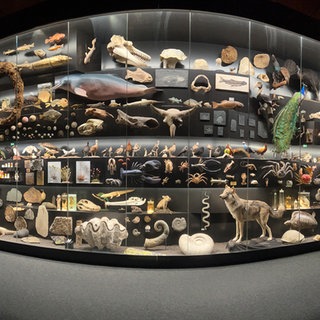 Vitrine in einem Museum, in der Hunderte unterschiedliche Tierarten ausgestellt sind