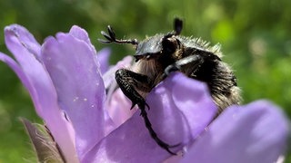 Nahaufnahme eines Trauerrosenkäfers auf einer violetten Blüte auf einer Wiese