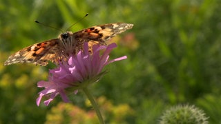 Der Distelfalter · Die geheimnisvollen Reisen der Tiere
