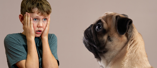 Links ein besorgter Junge, rechts ein trauriger Mops. Viele Hunde leiden unter der Zucht. Wir erklären, wie Hundezucht funktioniert und welche Folgen sie hat. 