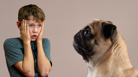 Links ein besorgter Junge, rechts ein trauriger Mops. Viele Hunde leiden unter der Zucht. Wir erklären, wie Hundezucht funktioniert und welche Folgen sie hat.