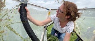 Forscherin benutzt einen modifzierten Staubsauger, um Insekten von Blättern und Halmen auf einer Wiese abzusammeln
