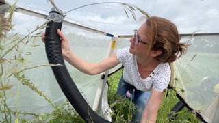 Forscherin benutzt einen modifzierten Staubsauger, um Insekten von Blättern und Halmen auf einer Wiese abzusammeln