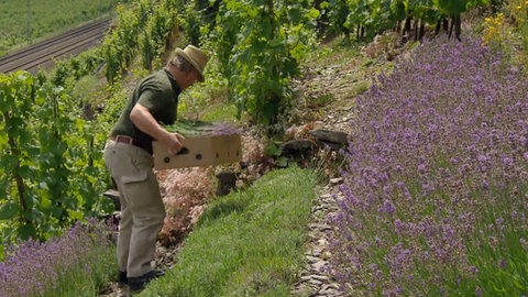 Warum wächst in den Moselweinbergen Lavendel? · Frage trifft Antwort