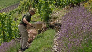 Warum wächst in den Moselweinbergen Lavendel? · Frage trifft Antwort