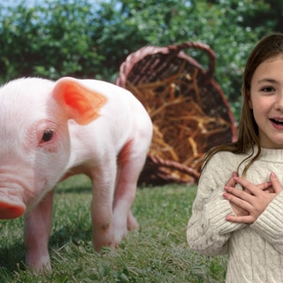 Hintergrund: Ein kleines Ferkel und im Vordergrund ein Mädchen, das berührt schaut